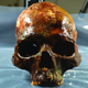 A skull found at the Kanaljorden site in Sweden. (Image: S. Gummesson et al., 2018)
